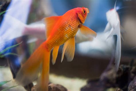 風水 魚|養魚風水指南：位置高度與飼養條數大公開 